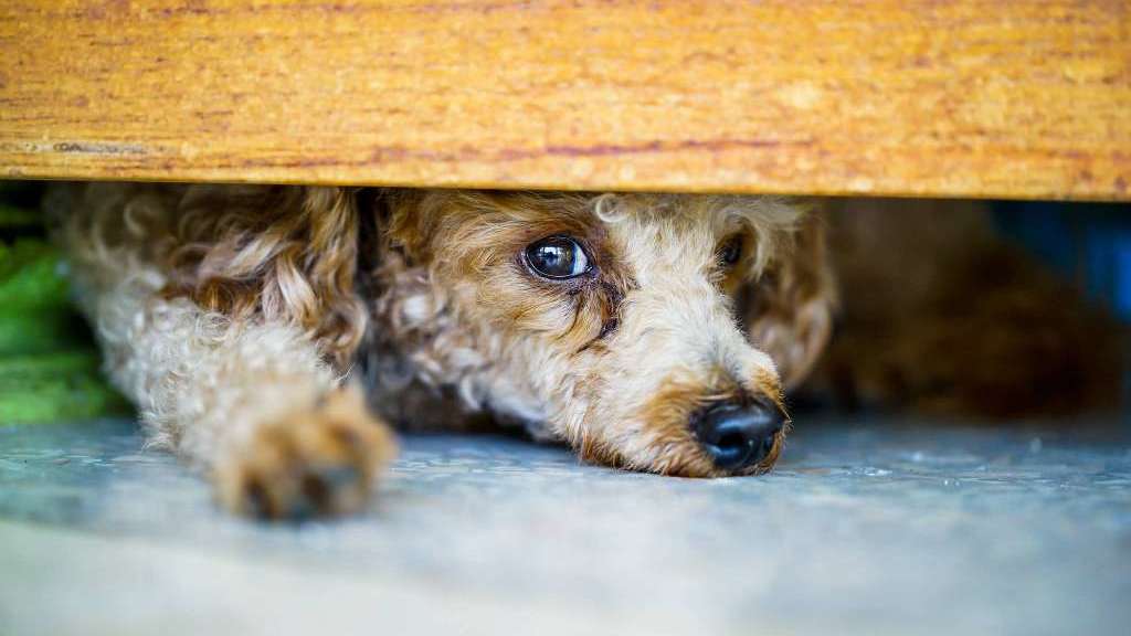 Presentan iniciativa legislativa en el Senado para proteger a mascotas de la pirotecnia