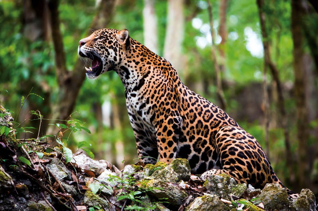jaguar