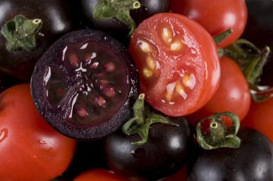 tomate morado