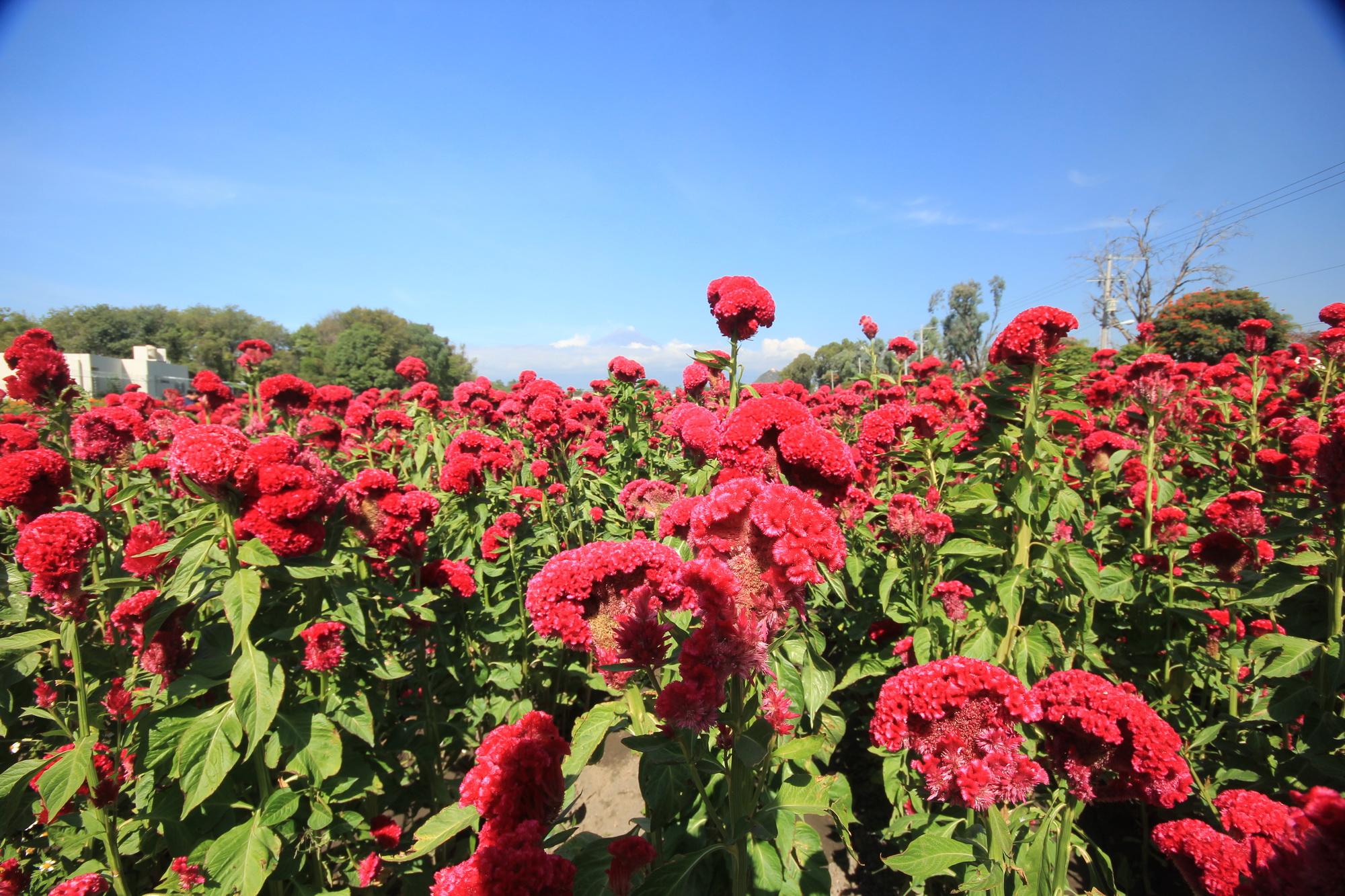 Lo Que Debes Saber De Los Campos De Cempasúchil En Atlixco