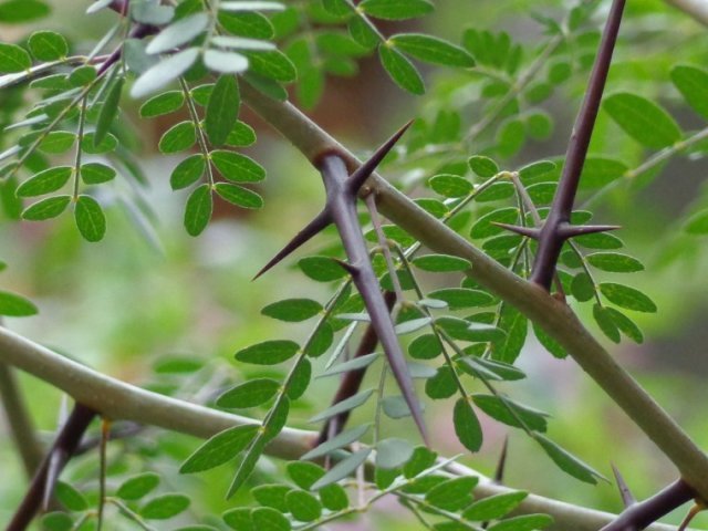 El rbol que da espinas con la forma de la cruz de Cristo en Quer taro