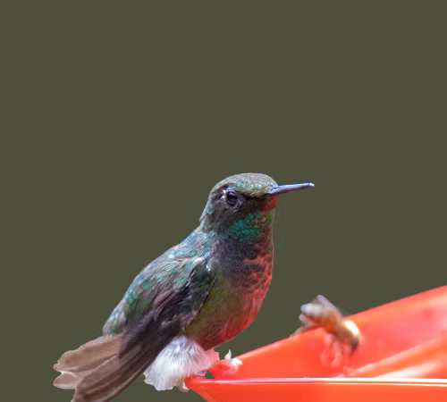 Colibrí suspendido frente a una flor tubular roja; ilustración de un ave y una planta que puede ofrecer néctar.