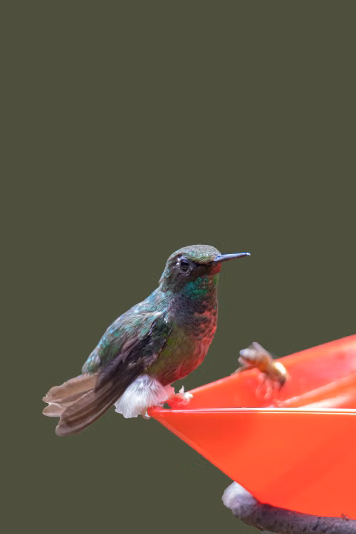 Colibrí suspendido frente a una flor tubular roja; ilustración de un ave y una planta que puede ofrecer néctar.
