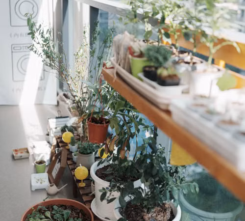 Balcón urbano con varias macetas de plantas verdes y hierbas comestibles junto a una ventana.