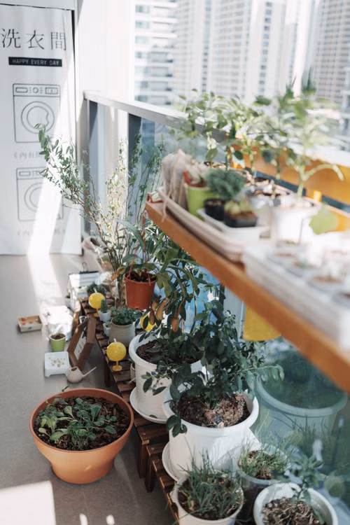 Balcón urbano con varias macetas de plantas verdes y hierbas comestibles junto a una ventana.